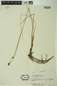 Cladium mariscoides image