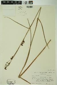 Cladium mariscoides image