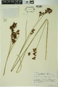 Cladium mariscoides image