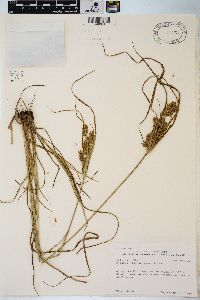 Cyperus schweinitzii image