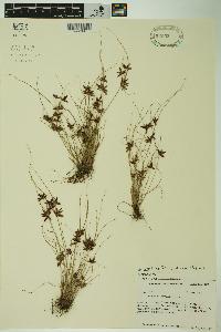 Cyperus bipartitus image