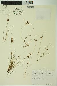 Cyperus bipartitus image