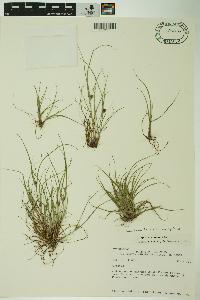 Cyperus bipartitus image