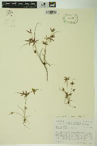 Cyperus bipartitus image