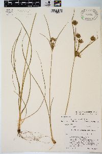 Cyperus × mesochorus image