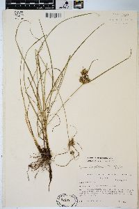 Cyperus × mesochorus image