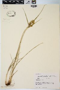 Cyperus schweinitzii image