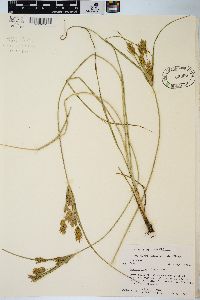 Cyperus schweinitzii image