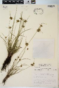 Cyperus × mesochorus image