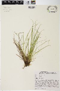 Carex umbellata image