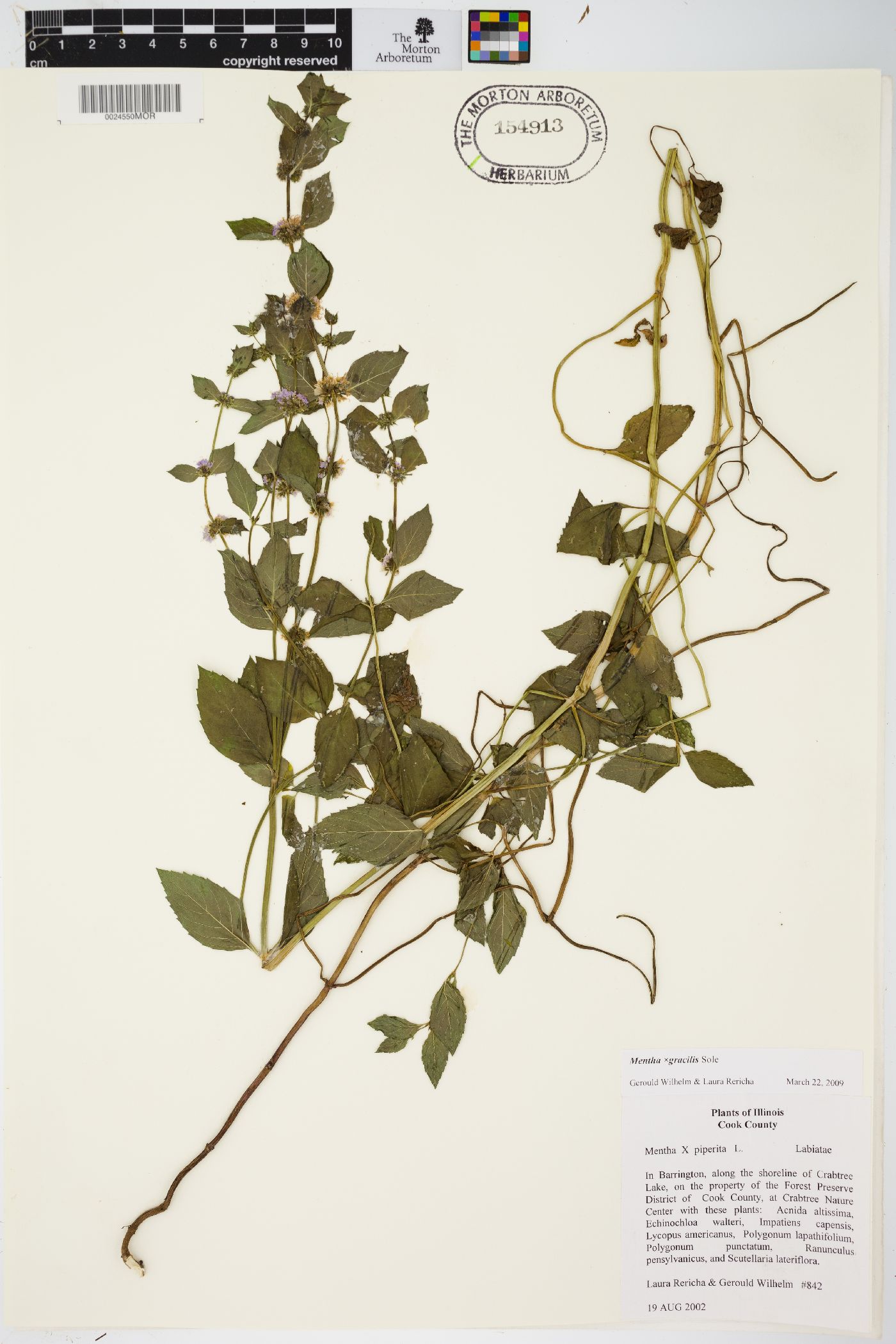 Mentha × gracilis image