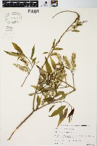 Salix amygdaloides image