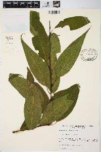 Salix amygdaloides image