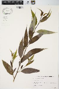 Salix amygdaloides image