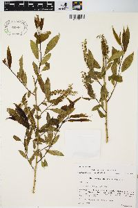 Salix amygdaloides image