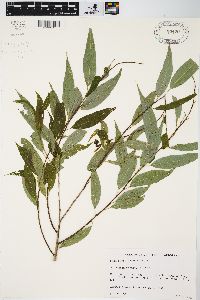 Salix amygdaloides image