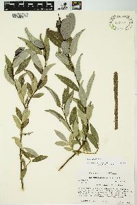 Salix myricoides image