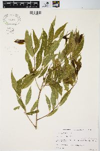 Salix amygdaloides image