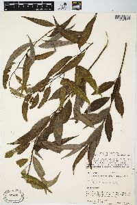 Salix amygdaloides image