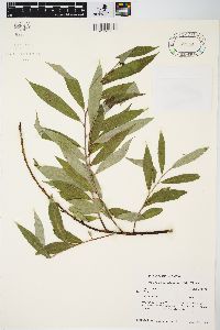 Salix alba image