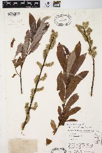 Salix discolor var. latifolia image