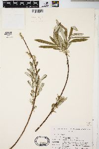 Salix candida image