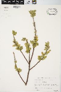 Salix cordata image