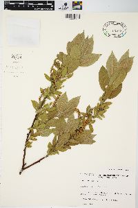 Salix cordata image