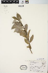 Salix myricoides image