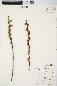 Salix myricoides image