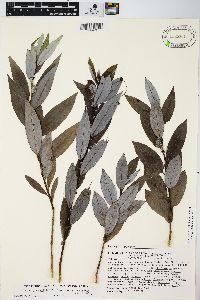 Salix myricoides image