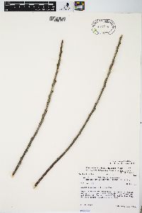 Salix myricoides image