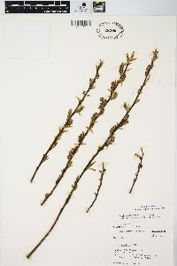 Salix myricoides image