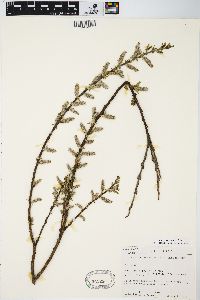 Salix myricoides image