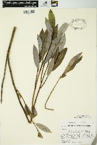 Salix myricoides image