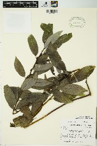 Salix myricoides image