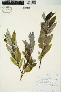 Salix myricoides image