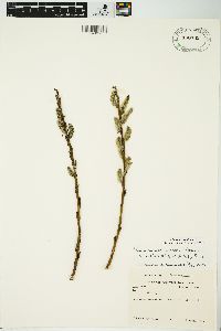 Salix myricoides image