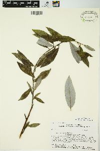 Salix myricoides image