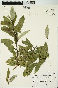 Salix myricoides image