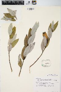 Salix myricoides image