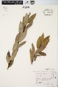 Salix myricoides image