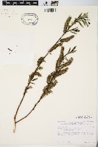 Salix myricoides image