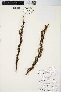 Salix myricoides image