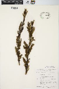 Salix myricoides image