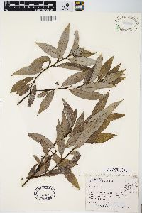 Salix myricoides image