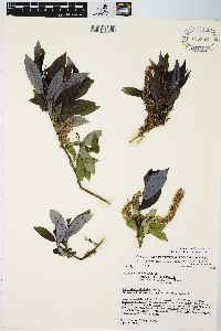 Salix myricoides image