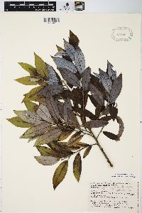 Salix myricoides image