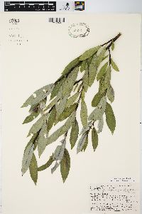 Salix myricoides image