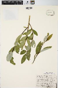 Salix myricoides image